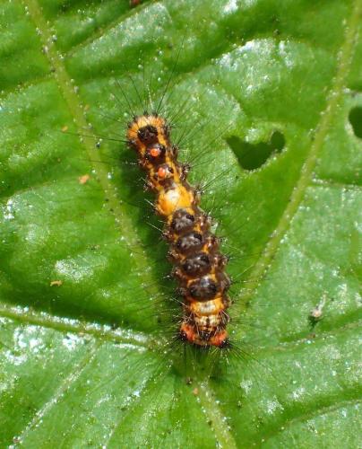 Orgyia antiqua